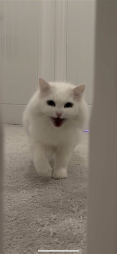 Donut has a lot to say today… and a lot to scratch apparently 🤦‍♀️😹 #catsofinstagram #deafcat #loudmeow #scream #catlife