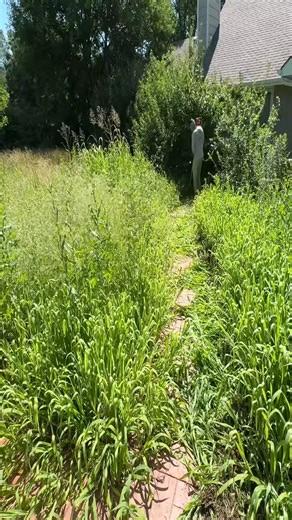 Imagine Trying To Sell Your Home With This Nightmare Next Door | Daily TKlawns