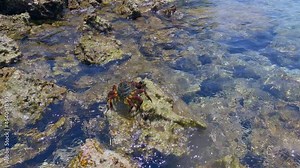 Crab jumping on stony coral reefs in transparent sea water. Sea animal, flora and fauna ocean world