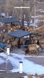Elk crossing the highway in Estes Park Colorado. #elk #elkherd #Colorado #mountainlife #photography | Colorado Adventures