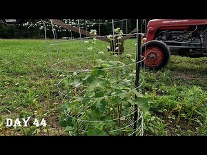 Planting a BUCKWHEAT Food Plot For Deer with Update!