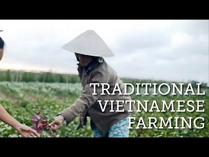 Traditional Farming in Vietnam