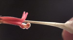 Plants compete for best position to be pollinated, researchers find