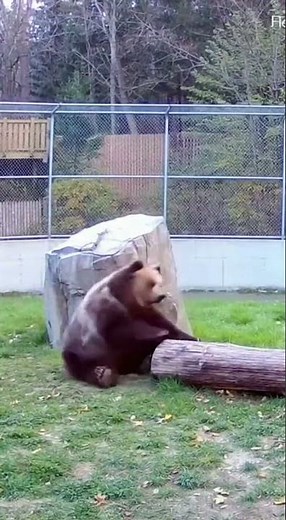 Bear Fails Basic Sitting 🐻😂