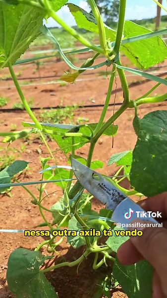 Como Podar o Pepino de Forma Correta - Dicas de Agricultura