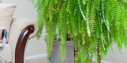 5 surprising uses for your steam cleaner