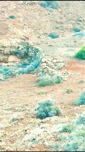 mountain rabbit hunting part 3 Italian brainrot. #puppy #gundog #anjingpemburu #huntingdog #setter