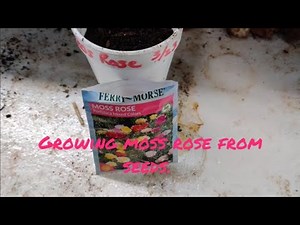 How To Grow Moss Rose From Seeds. (Easy) Only 60 Days From Seed To Blooms.