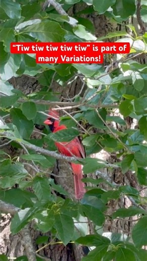 Northern Cardinal Song #northerncardinal