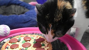 Dinner? Covered! Next week (Thursday, June 1 through Sunday, June 4), make it pizza night every night. Papa Johns Pizza is running a special: If you use promo code ODAS, you'll get 20% off regular-price menu items and they'll give a 20% donation to Open Door Animal Sanctuary! To celebrate, we decided to get a pet-safe "pizza" from Treats Unleashed to share with our shelter animals. So have a party. Treat your co-workers. Enhance your movie night. And, at the same time, help save animals! | Open 