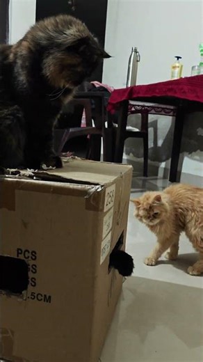 Cats Playing With Cardboard Box | Funny Cat Moments #shorts #trending #explore #trendingshorts #cat