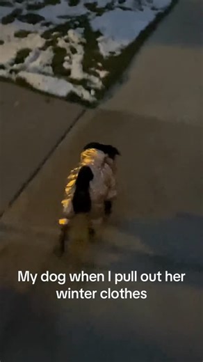 Pug Lifestyles on Instagram: "the thing is she lovesssss her wardrobe - Credit @kaaitp DM for Credit or removal! - #pug #pugdog #pugsofinstagram #pugsoftheday #puglife #babypug #puglovers #pugloversclub #pugstagram #puglet #pugsrequest #pugofdestiny #pugsforever #pugsdoingthings #pugloversofinsta #pugmaniacos #pugsoftheworld #pugaday #pugo #pugfanworld #popularpugs #worldofpug #obsessedwithpugs #pugsofinsta #pugofhome #blackpugpuppy #pugsmania #blackpugsofinstagram #pugmom #ilovepugs"