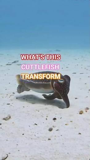 Underwater Illusionists: Amazing Facts About Cuttlefish