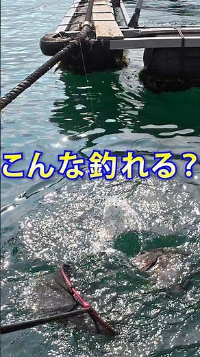 チヌってこんなに連発することある？ #fishing