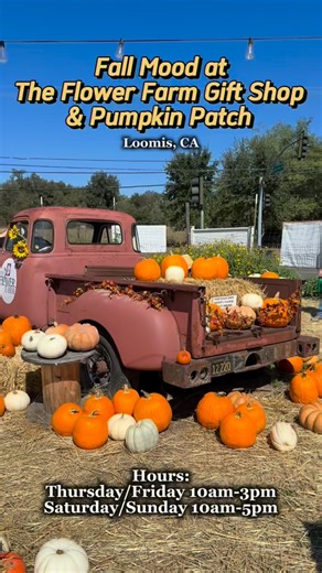 Fall mood at The Flower Farm Gift Shop and Pumpkin Patch ️✨ Pick the perfect pumpkin, browse seasonal finds, and enjoy the cozy charm of fall at the farm. Hours: Thursday–Friday 10am–3pm Saturday–Sunday 10am–5pm 9280 Horseshoe Bar Road, Loomis, CA 95650 | The Flower Farm Gift Shop | Facebook