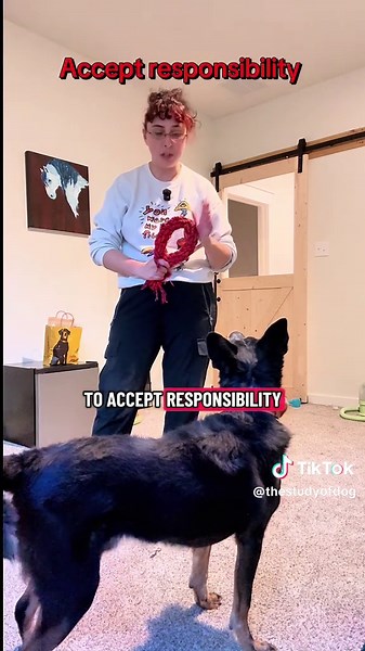 Effective Dog Training Techniques for Blue Heelers