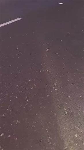 Herping.com on Instagram: "🌵🦎 Meet the Mole Lizard! 🦎🌵 This bizarre and fascinating reptile looks like a cross between a snake and a lizard. Native to the deserts of Baja California, the Mole Lizard, also known as a “two-legged worm,” is a true underground marvel: 🔸 **Habitat**: Prefers dry, sandy deserts and scrublands 🔸 **Diet**: Feeds on insects, larvae, and small invertebrates 🔸 **Behavior**: Fossorial, spending most of its life burrowi