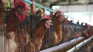 Egg production. brown or red chickens are seated in special cages. Agribusiness company. Chicken farm business with high farming and using technology on farming