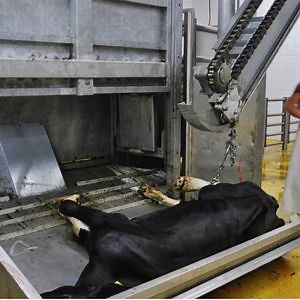 [Hot Item] Professional Cattle Slaughterhouse Equipment Cow Slaughtering Halal Killing Box for Abattoir Machine