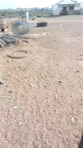 teaching her to jump #skaaphond #workingdogs