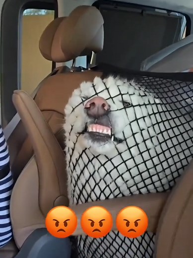 Funny Dog Fails: Hilarious Clumsy Moments