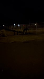 ” yung feng firework shell | Blue Sky