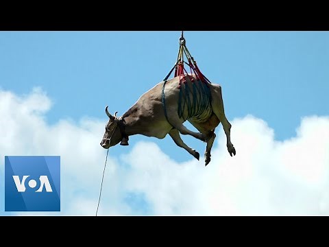 Cow Airlifted by Helicopter in Switzerland