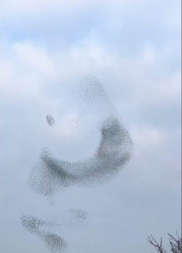 Late Winter Starlings Flock In Murmuration Spectacle || ViralHog