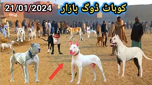 6.3K views · 531 reactions | Kohat Famous dog market" कोहाट प्रसिद्ध कुत्ता बाज़ार" 22/01/2024 || | Animal Spot | Facebook