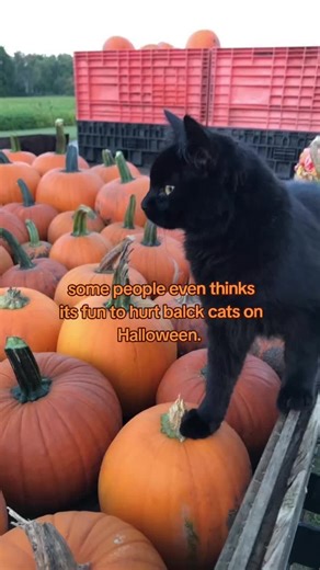 Halloween Fun with Black Cats and Pumpkins