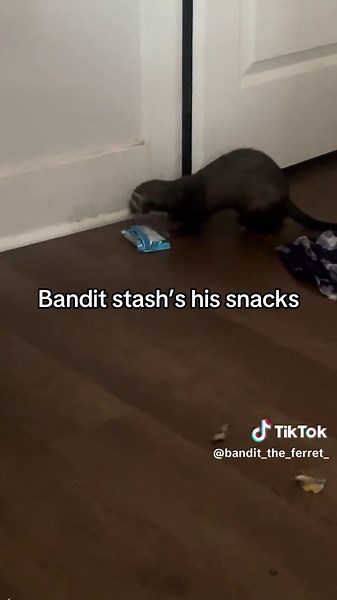 Bandit stash’s his snacks
