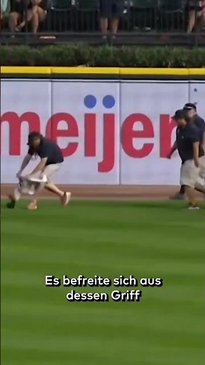 CURIOUS INTERRUPTION: Squirrel causes a stir at a baseball game