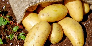 East Texas Ag News: Tips on planting potatoes in your spring garden