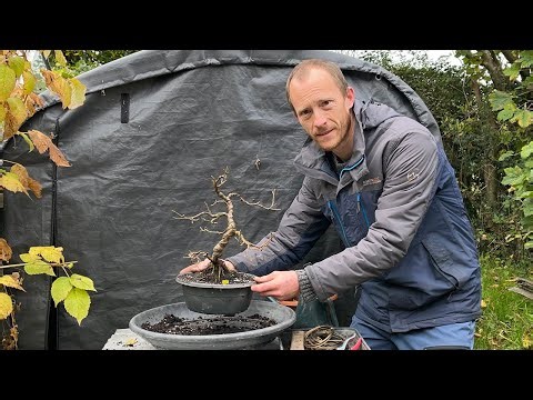 Working on my Seed Grown Birch Bonsai
