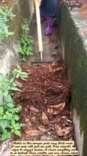 Magic Scraper: The Easiest Way to Remove Moss and Grass