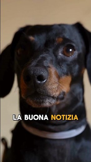 Sapevi che l’intestino del cane viene chiamato il suo secondo cervello?