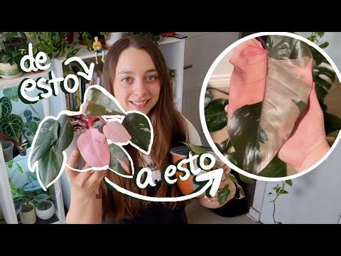 Cómo transformar tu Philodendron Pink Princess: Fusión y Tutor de Musgo 🌿💖