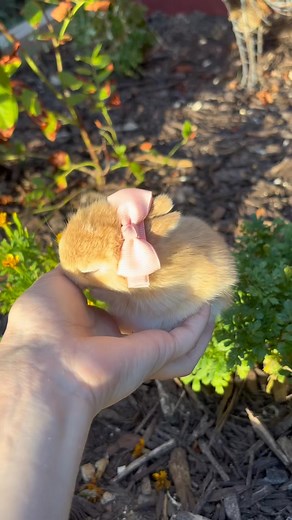 4.3K views · 349 reactions | Cute rabit ❤️ #bunnybunny #bunnygirl #bunnylover #bunnylove #bunny #bunnylife #bunnyrabbit #bunnystagram #bunnygram #bunnygram #bunnyoftheday | Rabbit Union | Facebook