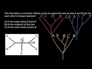 How to build taxonomy trees