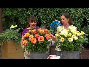 Cottage Farms 2-Piece Citrus Punch Knock Out Rose Bareroot Plants on QVC
