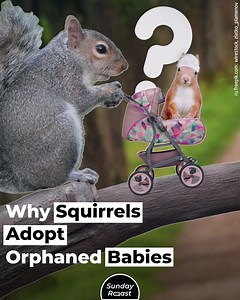 1.1K reactions · 500 shares | Here are some eye-opening facts about squirrels. | Sunday Roast | Facebook