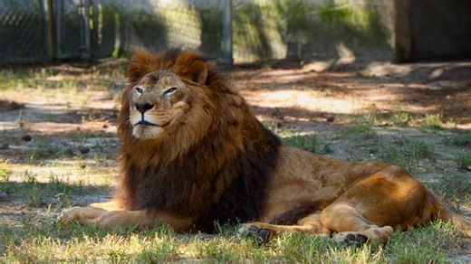 Simba, the beloved lion of Popcorn Park Animal Refuge died