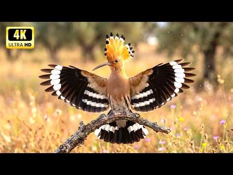 Time Lapse Restoration: Eurasian Hoopoe: 50 Days From Egg to Survivor | Wildlife Survival Cycle