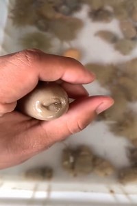 211K views · 1.9K reactions | Amazing chef cooking and eating strange seafood | Amazing | Facebook