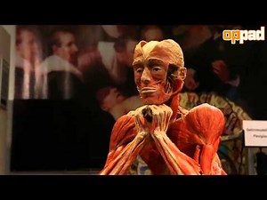 Visit to Gunther von Hagens BodyWorlds in Guben
