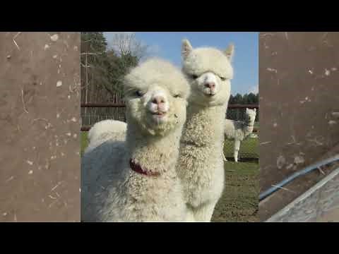 The Alpaca Song