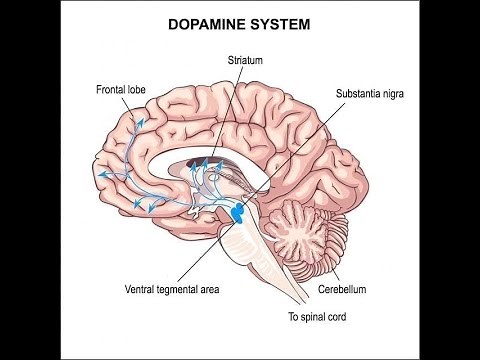Fisiologia de la dopamina y las vias dopaminergicas