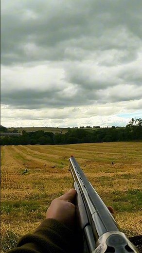 Decoying On Barley Stubble | Crow Hunting
