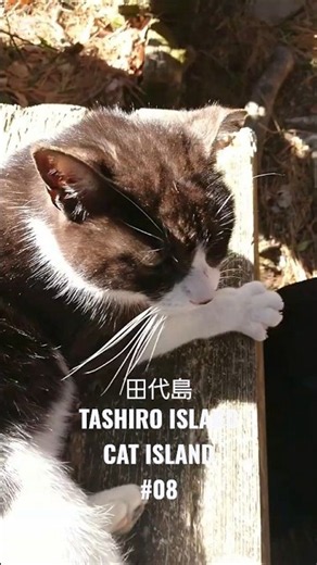 【田代島】猫神社で猫が話しかけてきた