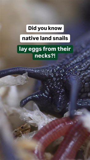 Powelliphanta snails lay eggs from their necks?! New Zealand’s unique wildlife never fails to amaze us 🥚😮 The rarely seen moment a native snail laid an egg was captured by a DOC ranger while caring for a captive population of Powelliphanta augusta. Very little was known about the species before they were taken into captivity. This moment gives us a glimpse into the fascinating reproductive lives of these threatened snails 🐌 DOC has been managing this captive population in chilled containers i